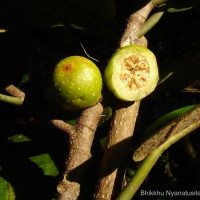 Ficus drupacea Thunb.